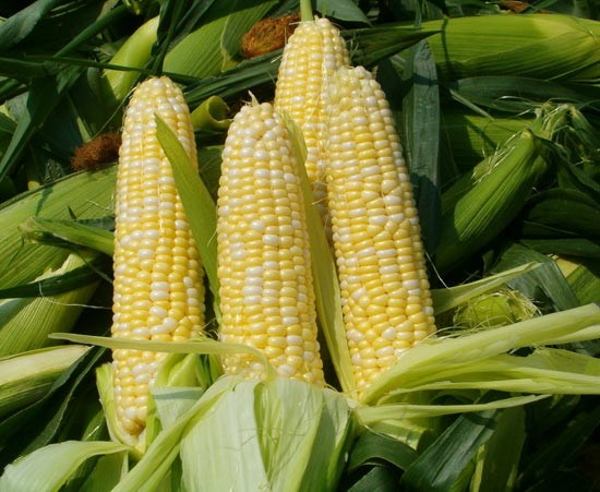 N1-1